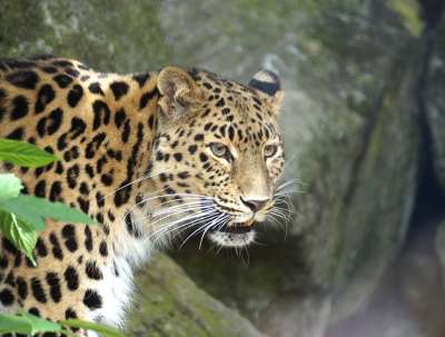 Дальневосточный леопард (амурский барс)