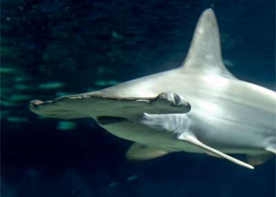 Бронзовая акула-молот (Sphyrna lewini) / su neko / Wikimedia commons