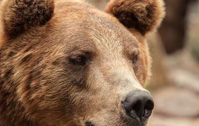 WWF: В прогулках медведей по кладбищу нет ничего странного