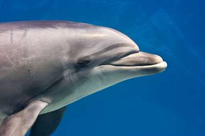 У дельфинов, живших в дикой природе, впервые нашли симптомы болезни Альцгеймера. Животные могут стать моделями для поиска причин болезни у человека.