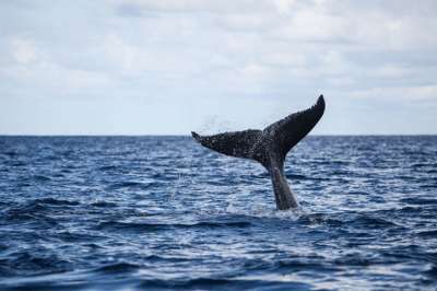 Звуки, издаваемые китами, часто называют песнями – их структурные особенности действительно чем-то напоминают человеческое пение. (Фото: iStock / Velvetfish.)