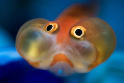 Рыбы эмоционально реагируют на изменения в своей среде обитания, причем реакция зависит как от того, предсказуемо изменение или нет, так и от личных особенностей животного.