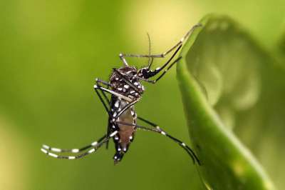 Агентство по охране окружающей среды США одобрило использование бактерий для борьбы с комарами – возбудителями опасных болезней и переносчиками, в частности, вируса Зика, желтой лихорадки и лихорадки денге.