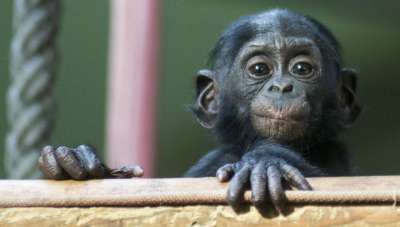 Бонобо невероятно добры, даже к незнакомцам. Фото Global Look Press.