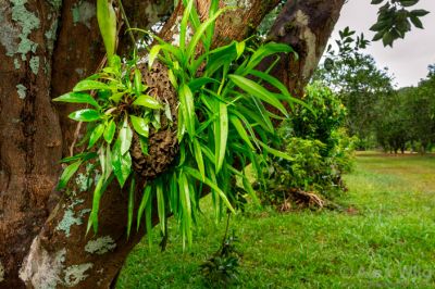 &quot;Муравьиный сад&quot;: эпифиты нескольких видов разрослись на картонном гнезде древесных муравьев рода Azteca в Белизе. Фото © Alex Wild
