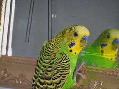 Волнистый попугайчик у зеркала. Фото с сайта commons.wikimedia.org