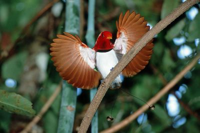 Королевская райская птица гордо демонстрирует свой роскошный ярко-красный наряд
