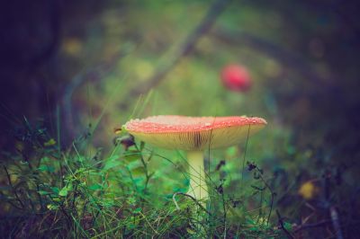 Помешать грибу стать съедобным могут всевозможные особенности строения плодового тела - наросты, чешуйки, шипы и прочие малоприятные дополнения.