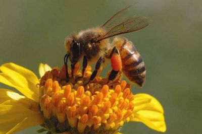 Специализация рабочей пчелы зависит от ее возраста. 