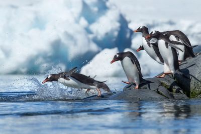 Папуанские пингвины.