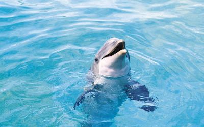 Миф: дельфины всегда дружелюбны и готовы помочь.