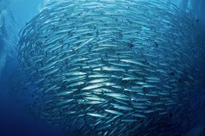 Благодаря сильному течению, изобилующему планктоном, в водах рядом с островом Сипадан плавают тысячи рыб 3000 видов. 