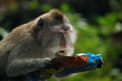 Бабуин читает этикетку чипсов.