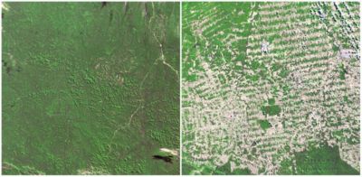 Леса в бразильском штате Рондония в июне 1975 и августе 2009 года.
