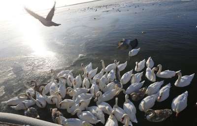 Отмечается, что в прошлом году в заказнике &quot;Лебединый&quot; зимовали около 800 птиц © Сергей Медведев/ТАСС