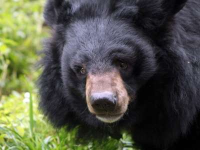 Гималайский медведь / flowcomm/Flickr
