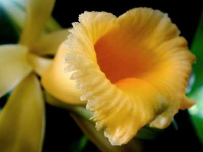 Цветок ванили плосколистной (Vanilla planifolia) / Pressebereich Dehner Garten-Center/Flickr