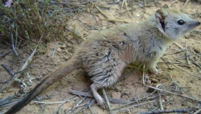 Мульгары хоть и называются мышами, но внешне больше напоминают тасманийских дьяволов. Фото Reece Pedler.