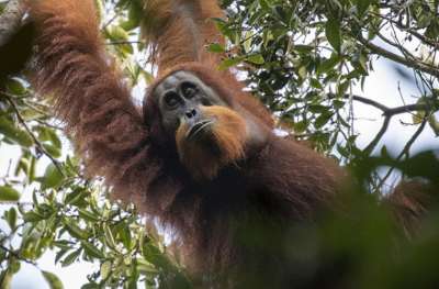 На северо-западе Суматры зоологи обнаружили тапанульского орангутана (Tapanuli orangutan).