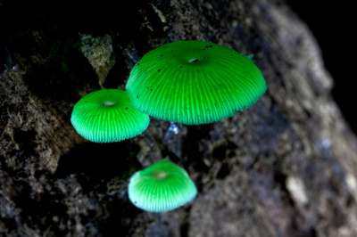 Лисий огонек (от англ. foxfire) — это гриб, который может светиться за счет биолюминесценции, являющейся результатом химических взаимодействий между определенными типами грибов и гниющей древесиной. © Xylopia | Flickr