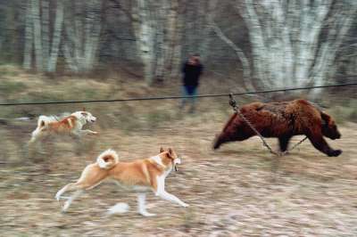 Медведь для человека опасен всегда. И лучшего защитника от него, чем собака, не найти. Фото: Игорь Вайнштейн/ТАСС