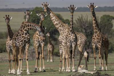 Любопытство пересилило страх, и жирафы приблизились к гепарду.