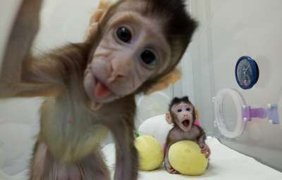 Новорожденным приматам дали имена Чжун-Чжун и Хуа-Хуа © China Daily via REUTERS