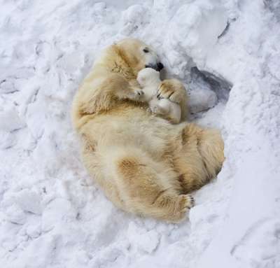 Интересно, что полярным медведям очень комфортно при температуре окружающей среды минус 45 градусов и ниже (Фото: Belovodchenko Anton, Shutterstock)