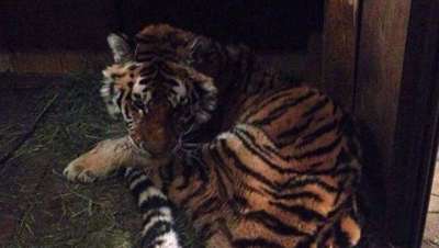Фото : Центр &quot;Амурский тигр&quot;/ МРОО &quot;Центр &quot;Тигр&quot;