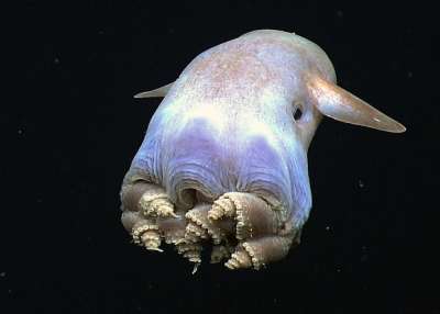 Взрослый Grimpoteuthis / NOAA