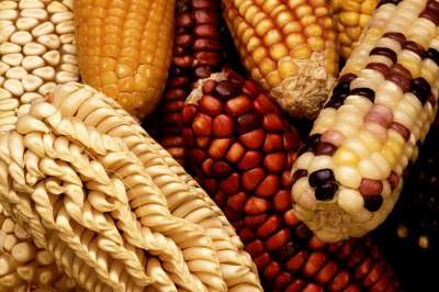 Метаанализ исследований, проводившихся на протяжении 20 лет, показал, что генетически модифицированная кукуруза снижает риск отравлений некачественным зерном.