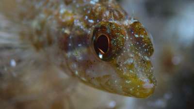 Биолюминесценция троеперых морских собачек оказалась контролируемой: рыбки регулируют свечение своих глаз, чтобы лучше видеть, как мы – свет фонарика.