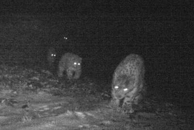 Фотоловушки впервые запечатлели ирбиса с четырьмя котятами на Алтае
