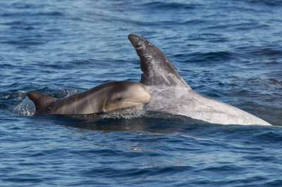 Биологи доказали, что при погружении под воду дельфины используют полученную ранее информацию о расположении добычи, таким образом повышая эффективность охоты.