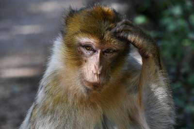 Физиологи из Техаса обнаружили, что у приматов с крупным головным мозгом гораздо меньше мышечных волокон, чем у их соплеменников со стандартными размерами мозга.