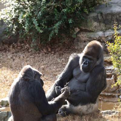 Барака и Калая. Фото: Smithsonian’s National Zoo