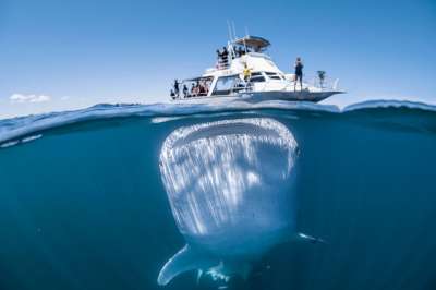 Эта самая большая рыба на планете проводит большую часть своего времени, прячась на большой глубине, вдалеке от людей. Однако с марта по июль ее можно увидеть у рифа Нингалу в Коралловом заливе и у Эксмута (Австралия).