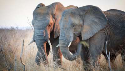 Те же гены, которые защищают слонов от рака, есть и у человека, только работают они по-другому, поэтому люди более подвержены развитию онкологии. Фото HansenHimself/pixabay.com.