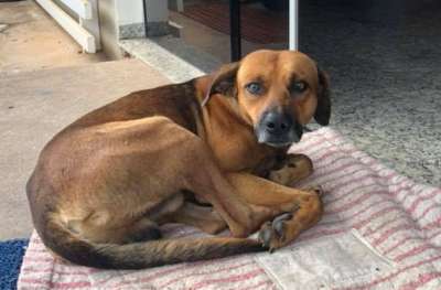 Верный пес отказывается покидать больницу в Сан-Паулу, Бразилия, куда четыре месяца назад попал его хозяин.