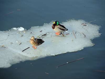 Из-за этого перелетные птицы остаются зимовать. Фото: Геннадий Черкасов