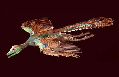 Строение крыльев археоптерикса позволяло ему не только пассивно планировать, но и активно махать ими, перелетая с места на место.