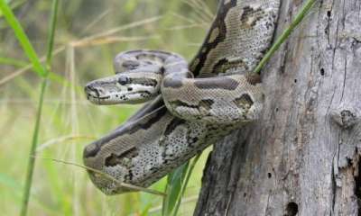 Питоны из Африки стали первыми яйцекладущими змеями, у которых обнаружили заботу о детенышах.