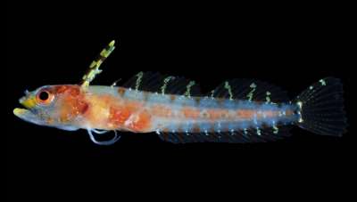 В рарифотической зоне Карибского моря биологи открыли 30 новых видов рыб. Многие из них ещё ожидают описания. Фото Carole Baldwin, Smithsonian.