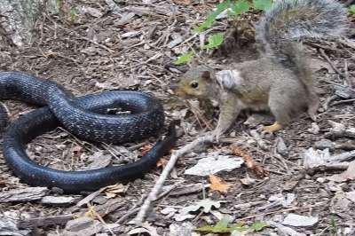 Житель штата Виргиния снял на видео схватку белки и змеи. Грызун бесстрашно сражается, отгоняя врага от своего гнезда.