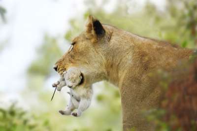 В одном из южноафриканских природных парков впервые был замечен львенок белого цвета. Таких же взрослых львов здесь еще не видели. Фото: Daryl Dell/Andbeyond.com