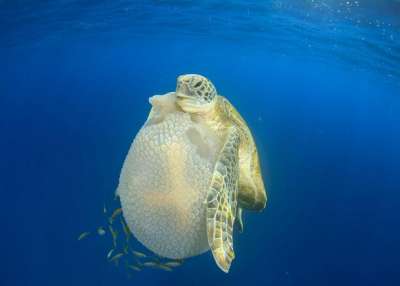 Зеленая черепаха держит медузу / Rich Carey / Shutterstock