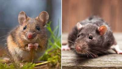 Ученые выяснили, что мыши замирают, ощущая поблизости следы крысиных слез. Это можно расценивать в качестве оборонительного поведения.