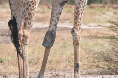 Чтобы установить природу заболевания (или заболеваний), ученым предстоит изучить образцы тканей жирафов.