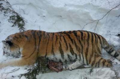 Раненная тигрица. Фото: WWF России