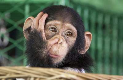 Ученые обнаружили неожиданную угрозу жизни больших обезьян, с которыми человек делит 99% ДНК.